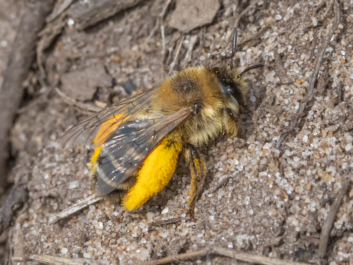 Dasypoda hirtipes (Pantaloon Bee).jpg